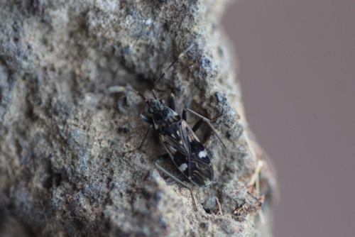 Beosus maritimus